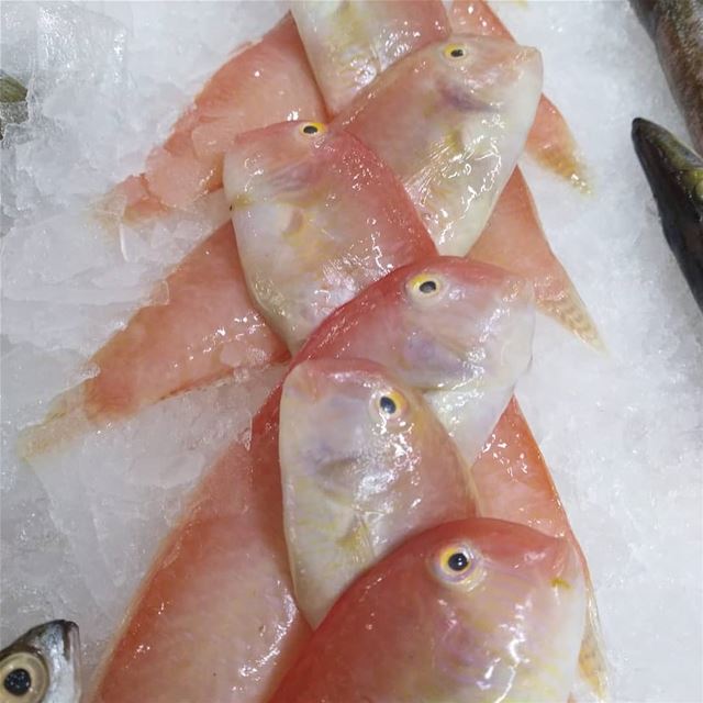 @sultanalbahrlb -  Fresh 🐟 delicious 🐟 seafood 🐟  shells  fish  salmon ... (Sultan Al BAHR)