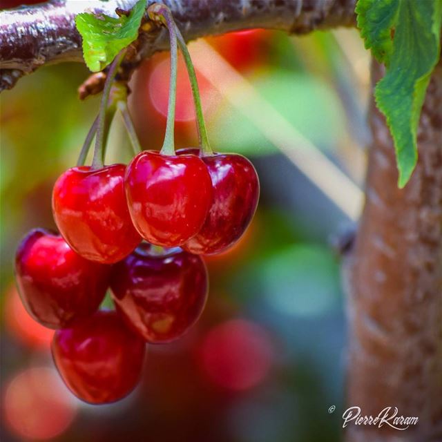  summer  time cherry .... cherryblossom  lebanon  fruit ...