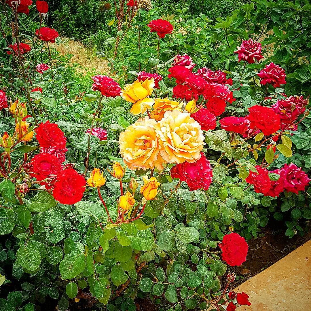 Summer time.   rose  roses  redroses  redrose  flowers  lebanon  kalaa ... (Qalaa)