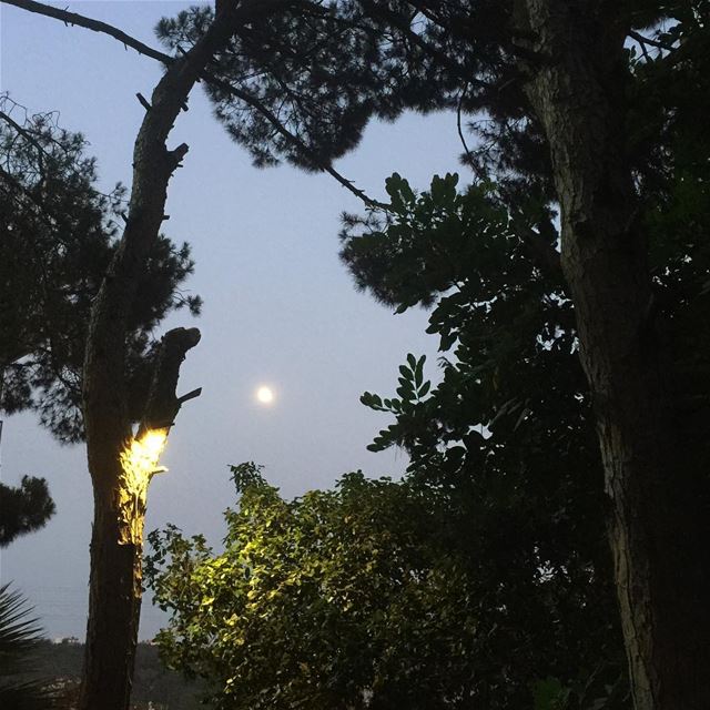  summernights  moon  moonlight  trees  nature  pinetrees  wanderlust ...