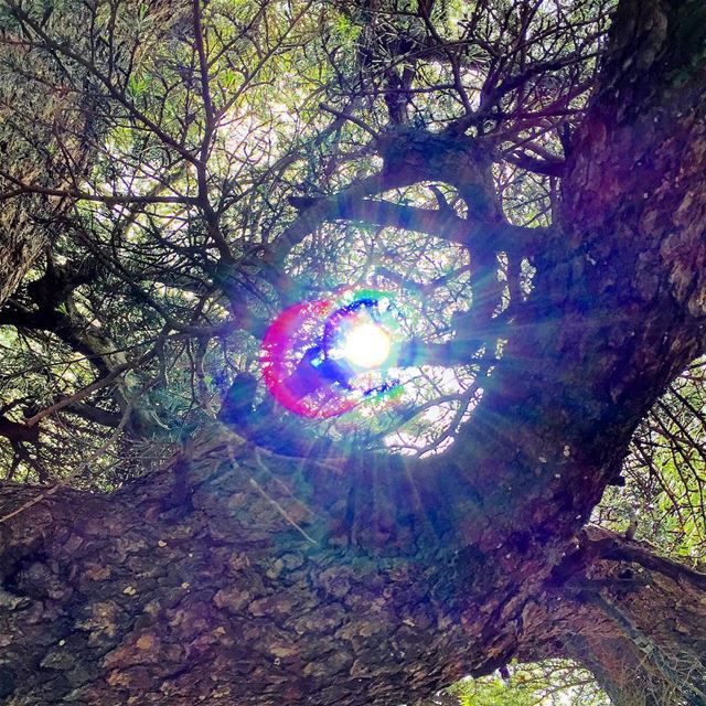  sun  branches  maze  nature  naturelovers  naturecolors  cedar  trees ...