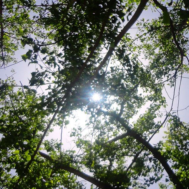sun sunlights forestpark garden orchard reserve