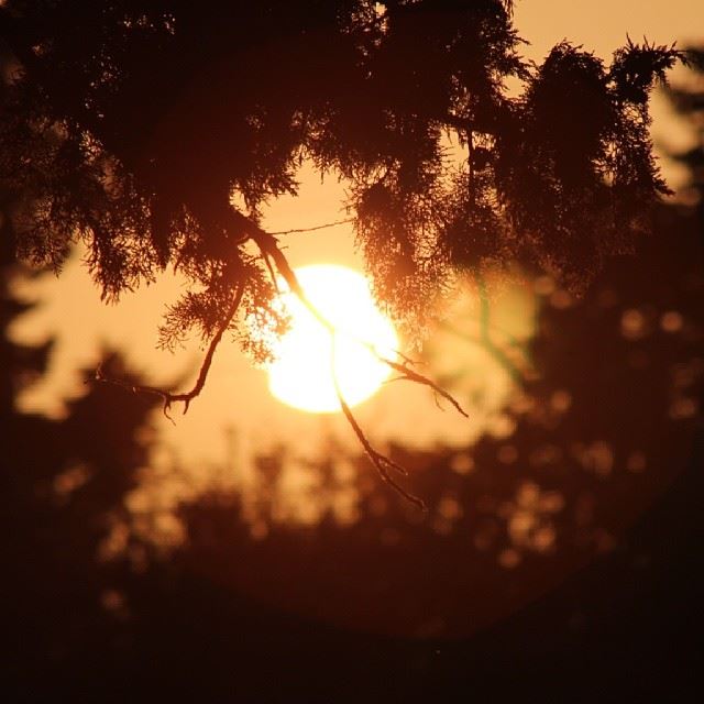  sun  sunset  eclipse  2013  tree  shine  orange  colors  colorfull  trunk...