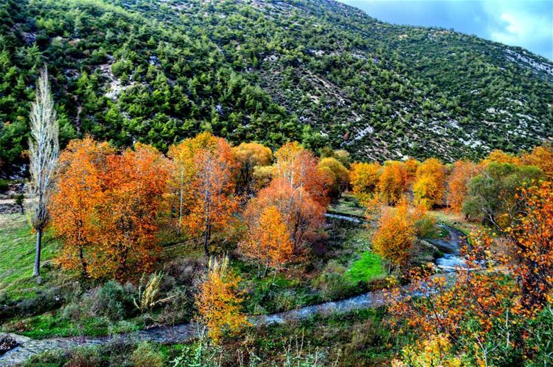  sunday trip forest colorful trees nature naturephotography river... (Nahr Moussa)
