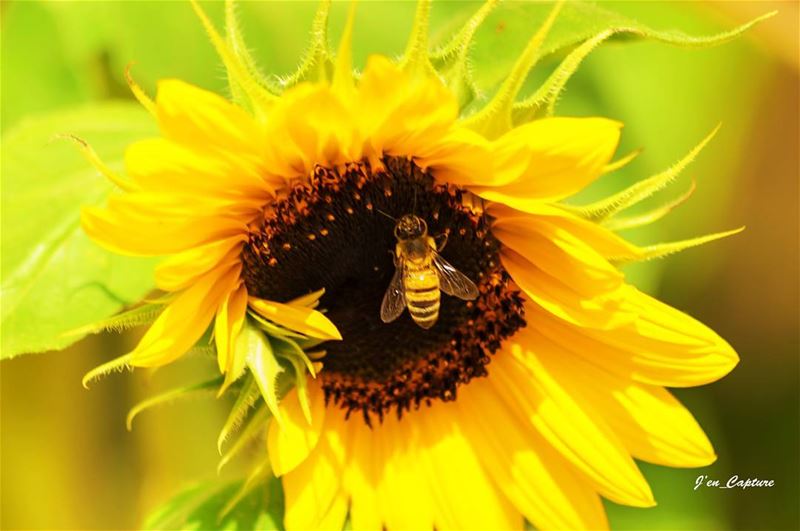 Sunflower n the bee 🌻🐝••• Lebanon  LiveloveLebanon  DeirElQamar ... (Dayr Al Qamar, Mont-Liban, Lebanon)