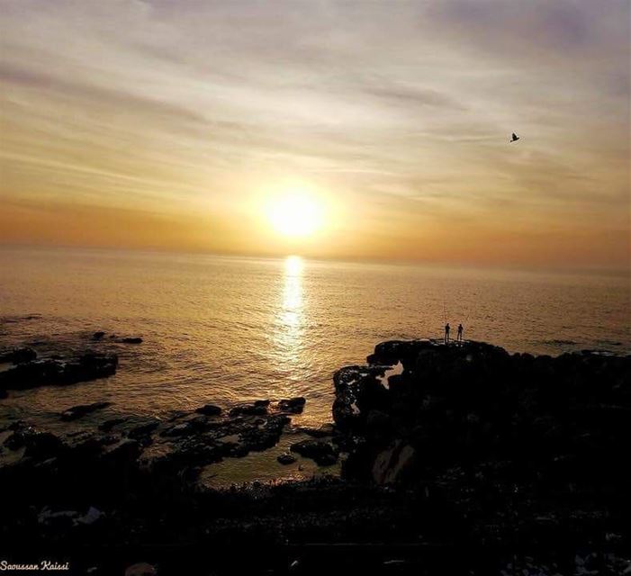  sunset  bird  sea  lebanon ...
