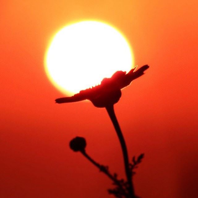  sunset flower holding the sun keep the faith on keep your strength in...