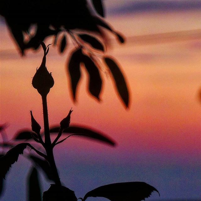 "Sunset is the opening music of the night" ❤ nikontop_  nikonworld ... (Radio voix du liban 93.3 - اذاعة صوت لبنان)