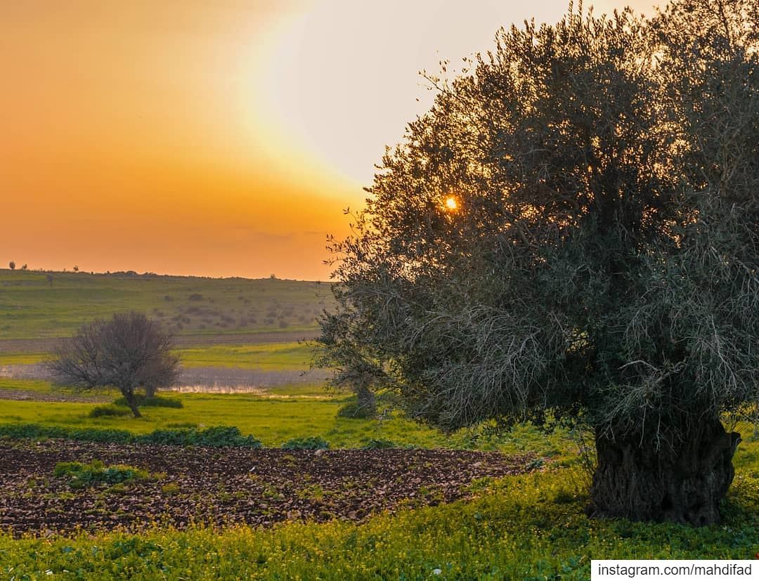 🌅🌅............. Sunset pysglb sunshine nabatieh southern... (Deïr Siriân, Al Janub, Lebanon)