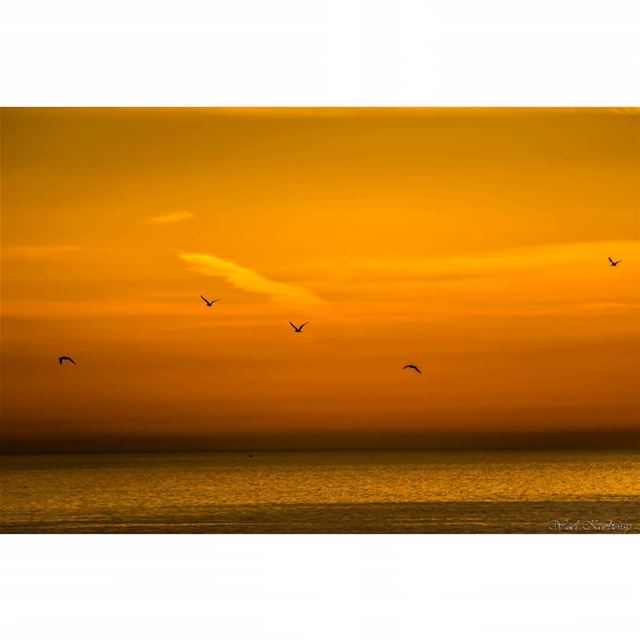  sunset  sea  seascape  birds  flying  beach  sky  water  landscape ...