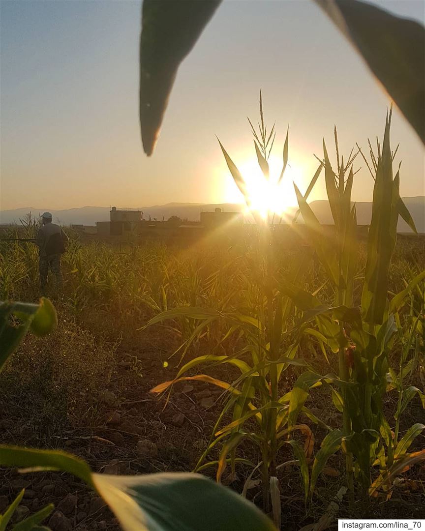 Sunsets, like childhood, are viewed with wonder not just because they are... (El Kaa, Béqaa, Lebanon)