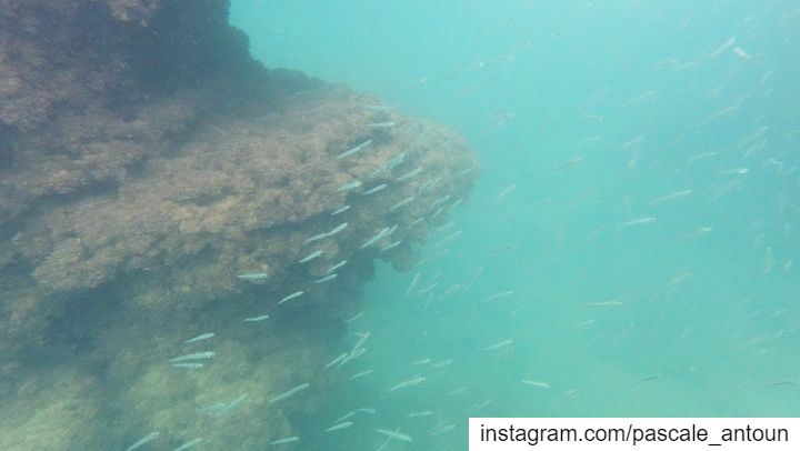 ✔swim little fishy swim! thebestisyettocome  swim  sea  sealife  beach... (Lebanon)