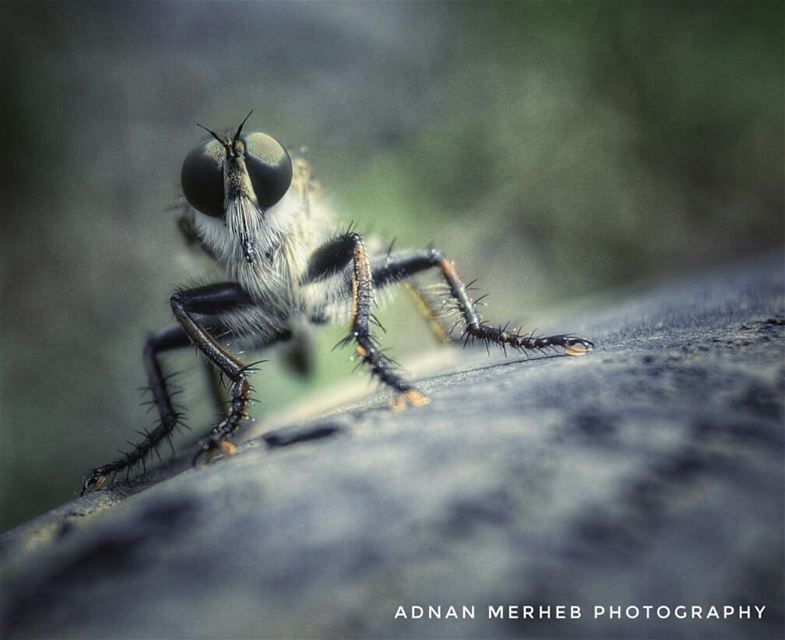  swip لأ و اخدت الوضعية للتصوير 😂 insects  insect  bug  bugs  envywear ...