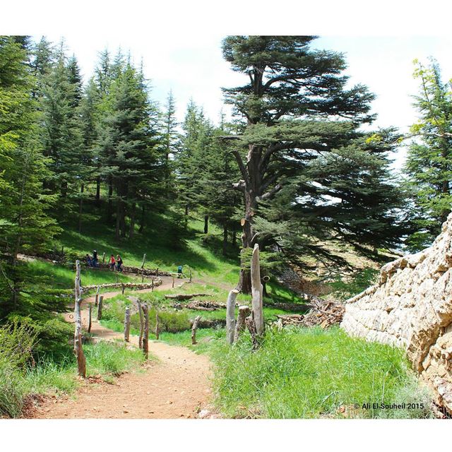  tb  arez  cedars  lebanon  forest  trees  reserve   green  perspective ... (Bcharre El Arez بشري الأرز)