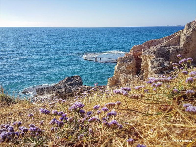  tb  beach  sea  flowers  southlebanon  naqoura  blue  sky  summer  fun ... (En Nâqoûra, Liban-Sud, Lebanon)
