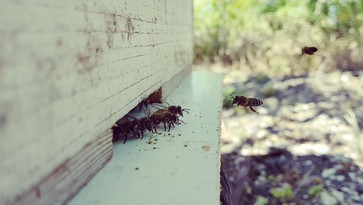 🐝🐝 tb  bees  beehive  southlebanon  video  nature  honey  instabee ... (Kherbet Al Dwair)