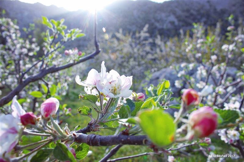  tb  flowers  apple  tree  tannourine  nature  sun  sunray  colors ... (Tannourine)