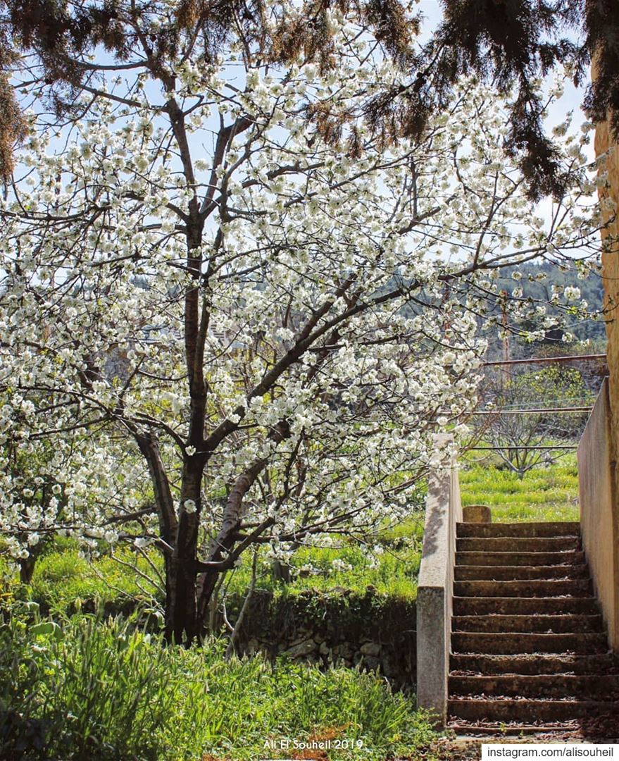  tb  mazraatettefah  northlebanon  tree  spring  blossom  nature  ... (Mazraat Et Teffâh, Liban-Nord, Lebanon)
