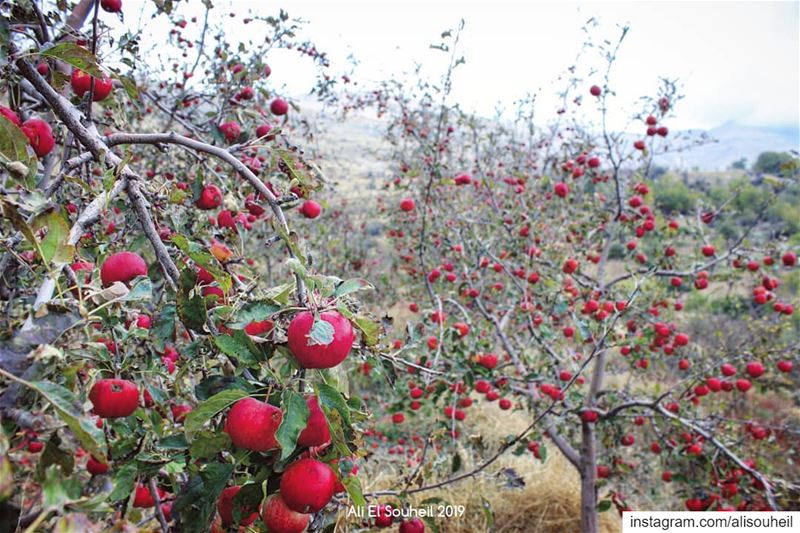 🍎🍎🍎  tb  montlebanon  apples  mountains  trees  colors   colorful ... (Bkâatouta, Mont-Liban, Lebanon)