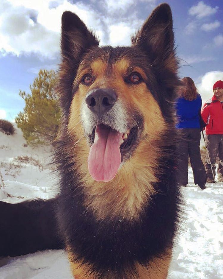 That  smile those  eyes ❤️  Dodger_TheDog  happyface  happydog  snow ...