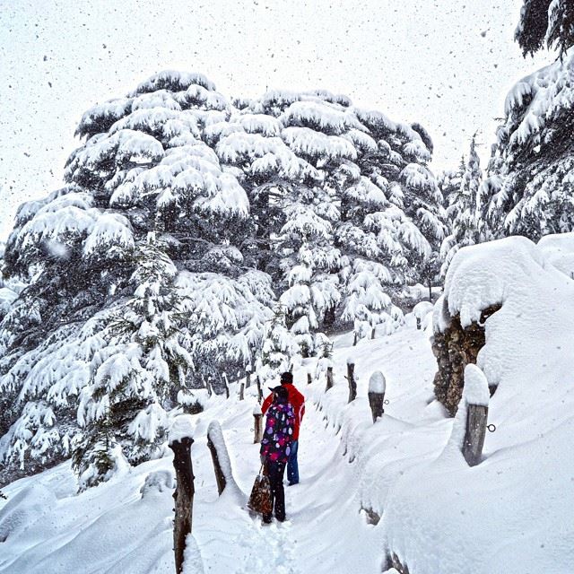The adventure of cedars in the heart of storm  yohan Tons of snow...