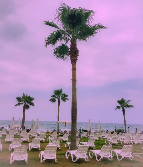 The beach to myself?  landscape  beach  palmtrees  landscape_captures  sea...