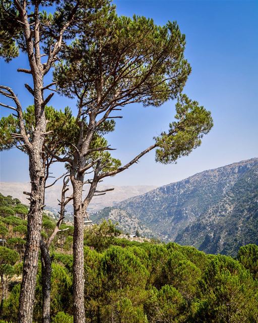 .The Beautiful pine forest of Baskinta. And the clear blue skies of the... (Baskinta, Lebanon)