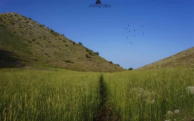 The beautiful road in the grass 🌾🍃 • • •  chouf  shoufreserve  lebanon ... (Jbâa Ech Choûf, Béqaa, Lebanon)
