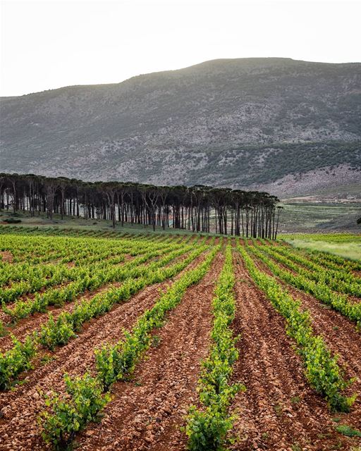 The beautiful vineyards of Bekaa  livelovebekaa _________________________... (West Bekaa)