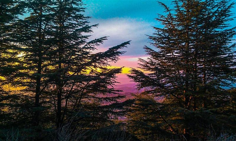The best dreams happen when you're awake✨ cedarsofgod  cedars ... (Maaser El Shouf Cedar Reserve محمية ارز معاصر الشوف)