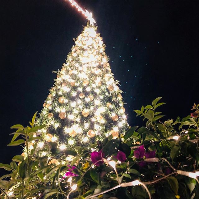 The best so far! Bravo  Jbeil. An  ecofriendly  christmastree...•••... (Jbail, Mont-Liban, Lebanon)