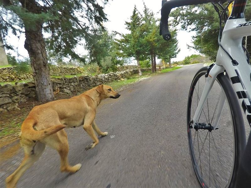 The best therapy is a time out on your bike with a good company 🚴🐕...... (Chouf)