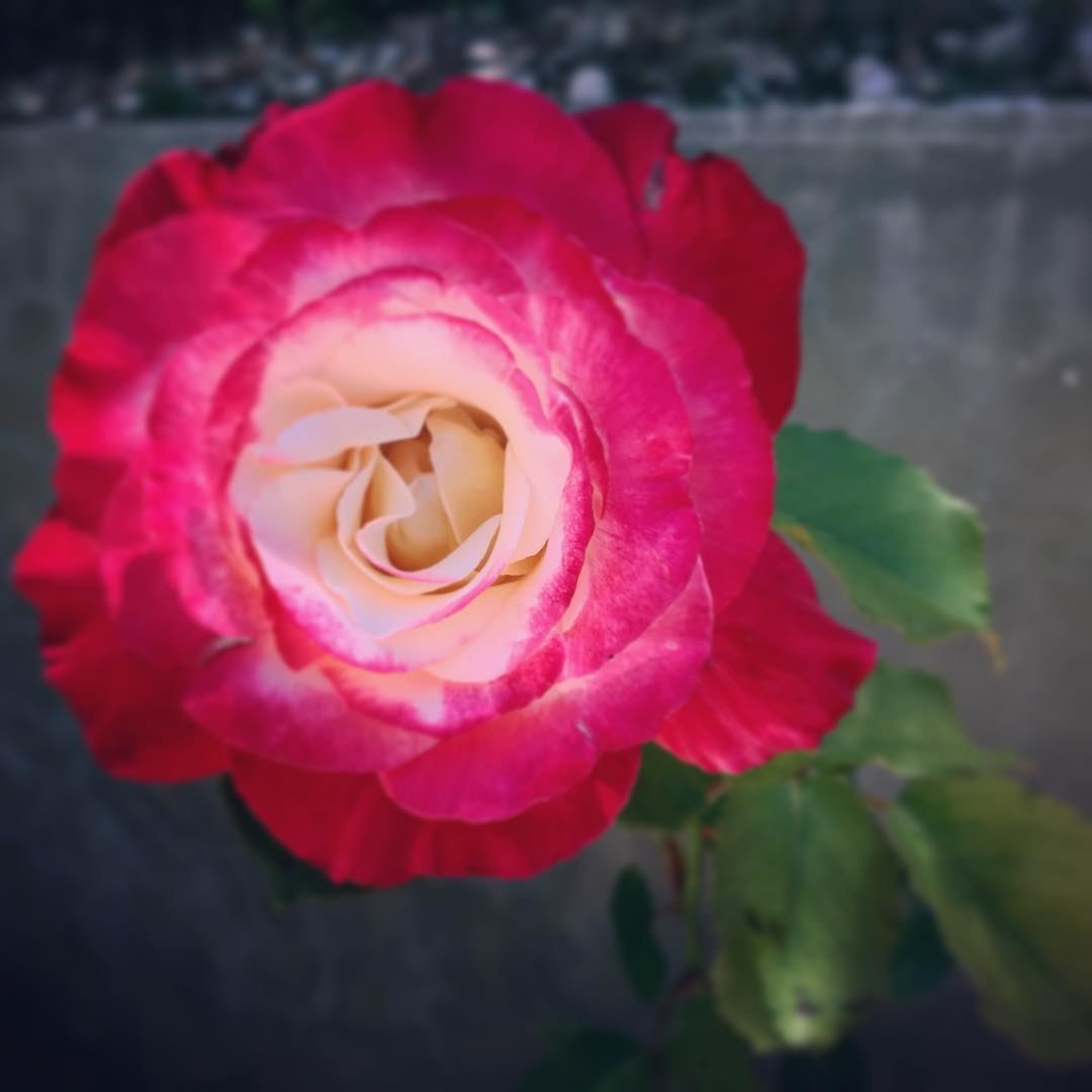 The bicolored rose! 🌹  lebanon  batroun  bicolored  roses  rose  garden ... (Ra'S Nhash, Liban-Nord, Lebanon)