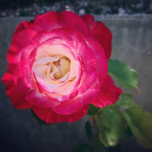 The bicolored rose! 🌹  lebanon  batroun  bicolored  roses  rose  garden ... (Ra'S Nhash, Liban-Nord, Lebanon)