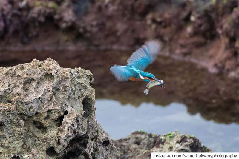 The big Catch!From the rocks of our  beirut  seaside the  kingfisher...