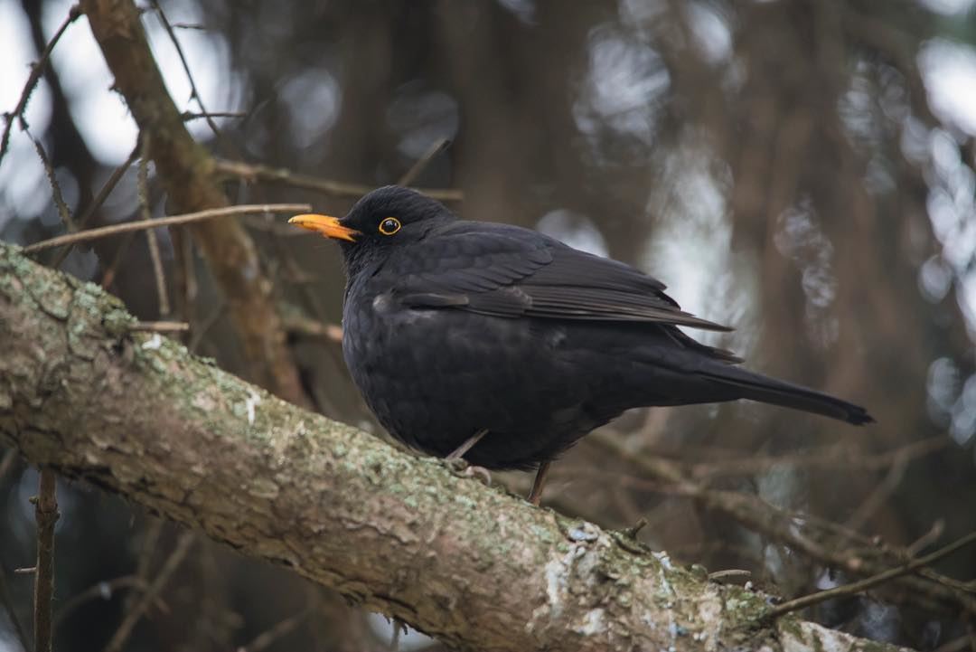 The Bird in black... shot in the  romanian  woods  bucharest  park ...