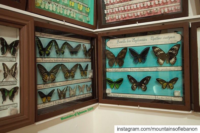 The Butterflies and (stuffed) animals museum in Qobayat...  roadtrip ... (Al Qubayyat, Liban-Nord, Lebanon)