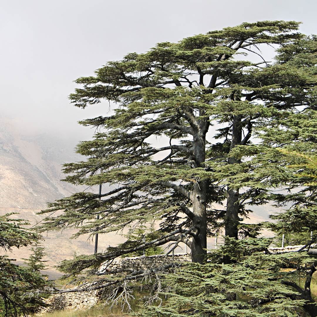 The cedar of Lebanon is mentioned seventy-seven times in the Bible,... (Mount Lebanon Governorate)