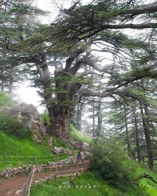 The Cedars of God • 🇱🇧 .....  beautifullebanon  livelovebeirut ... (The Cedars of Lebanon)