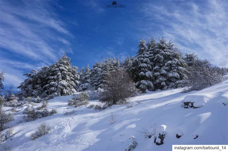 The charm of the snow ❄️───────────────── shoufbiospherereserve  sbr ... (Ain Zhalta-Bmohray Cedar Forest)