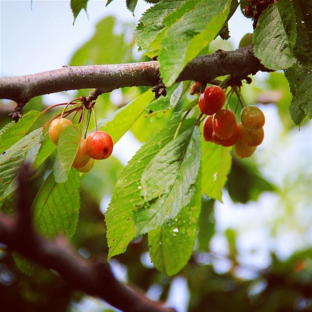 The cherry season 🍒 cherry  tree  branch  green  cherries  raw  vegan ... (North Lebanon Akkar)
