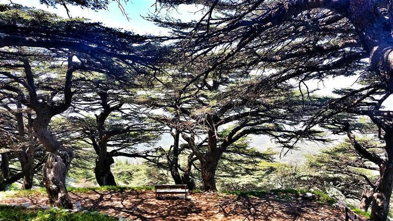 The clearest way into the Universe is through a forest wilderness.🌲🌲🌲🌲� (Arz el Chouf)