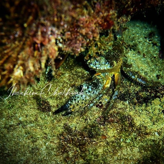 The crab -  ichalhoub in  Batroun north  Lebanon shooting  underwater ...