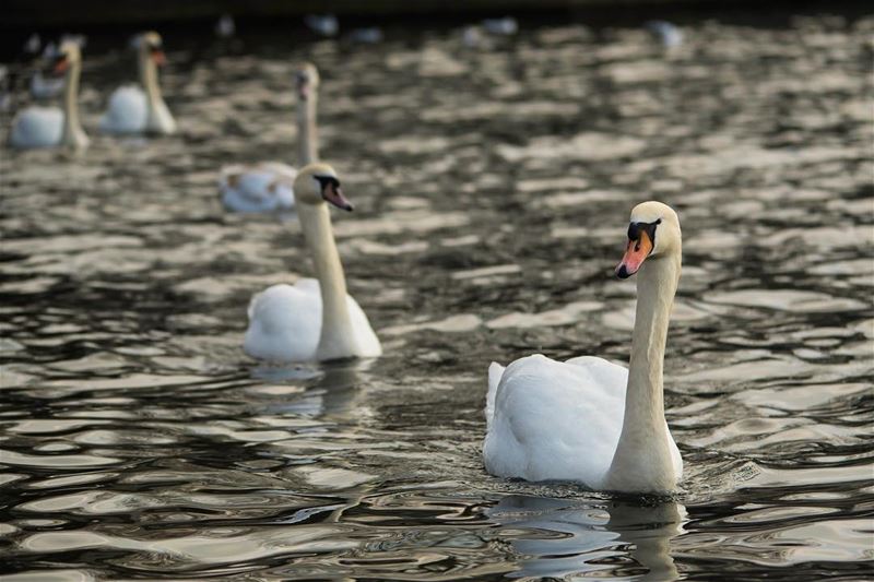 The fleet ...shot in  uk  london  hydepark  swan  bird  nature ...