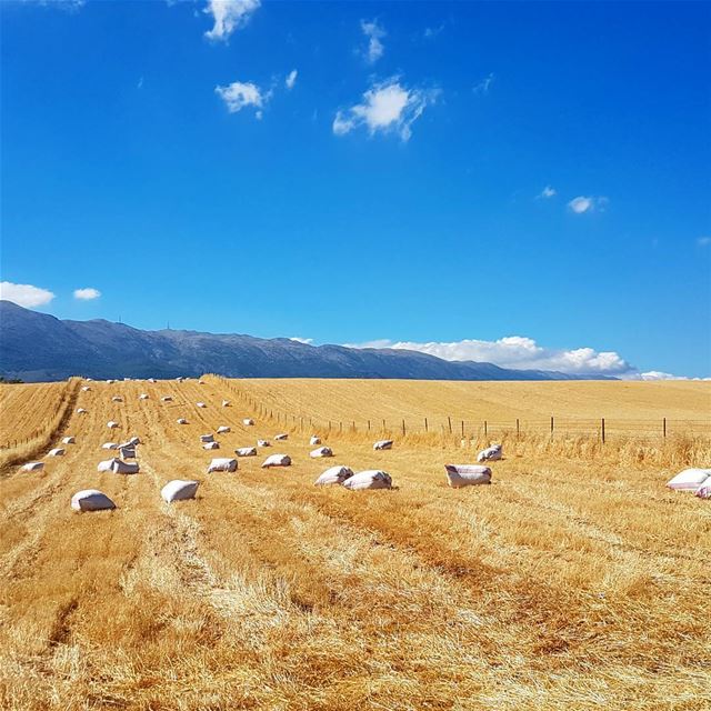 The Generous Valley 🌾💛💙  bekaa  wheat  agriculture  outdoors  summer ...