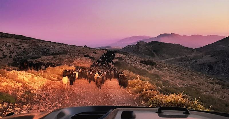 The Goats Keeper  lebanon  sunset  mountains  scenery  sunsets ...