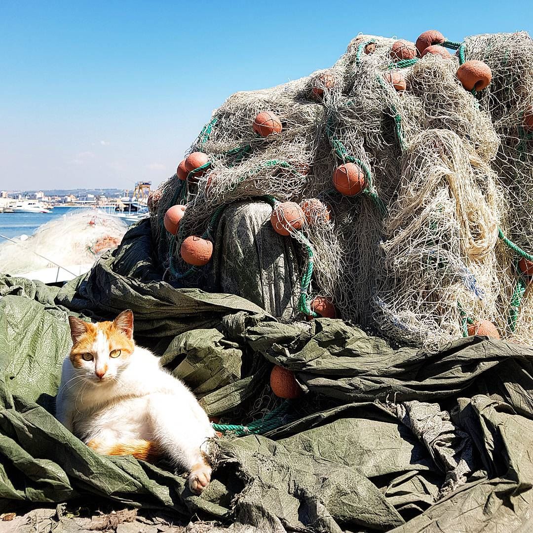 The  gourmet  cat in a  port of  tyre  lebanonIl  gatto  ghiotto del ... (Tyre, Lebanon)