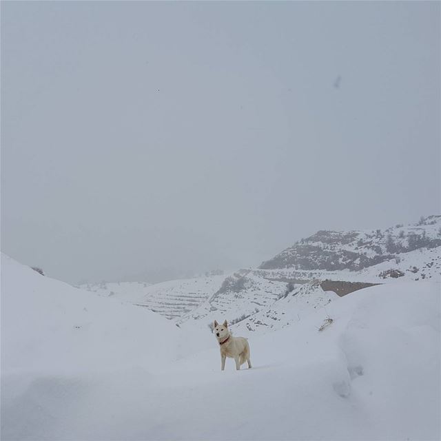 The guardian of the mountain  dog  lebanon  naturelovers  snow  wild ...