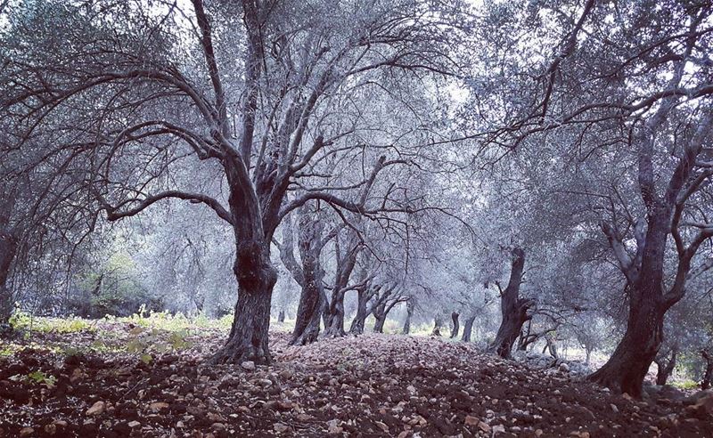The haunted forest olives  lebanon  naturelovers  discover  nature  fall...