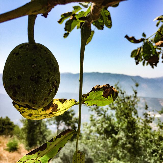 The kind of encounters you make on a mountain roadside  walnut  tree ... (Lebanon)